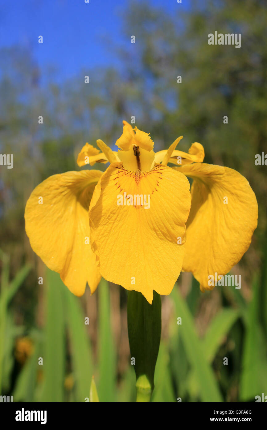 Gelbe Flagge Iris pseudacorus Stockfoto