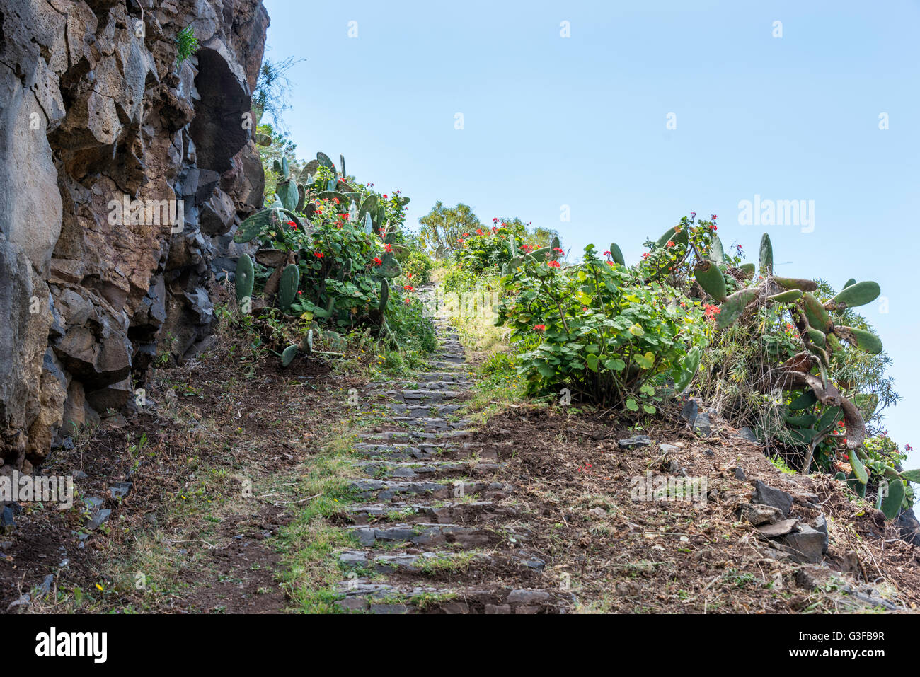 Felsen mit Blumen und Kakteen auf der Insel madeira Stockfoto