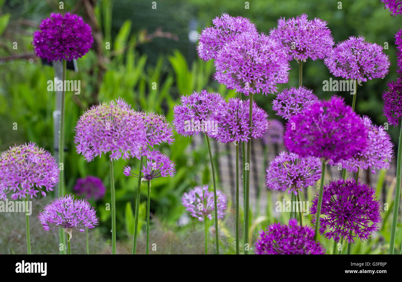 Allium Purple Sensation, Anfang Sommer 2015 Stockfoto