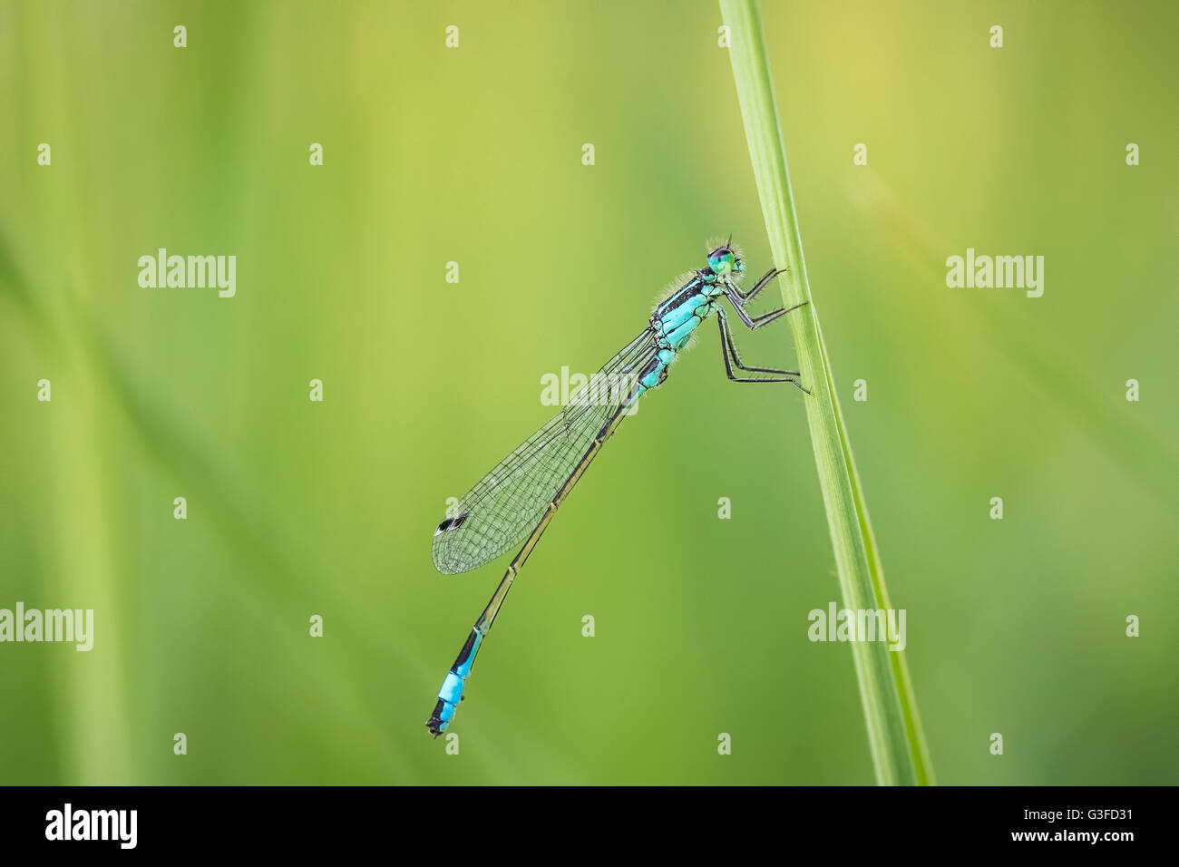 Makro Nahaufnahme von einem blau-tailed Damselfly (Ischnura Elegans) ruht auf dem Rasen in eine bunte Wiese. Stockfoto