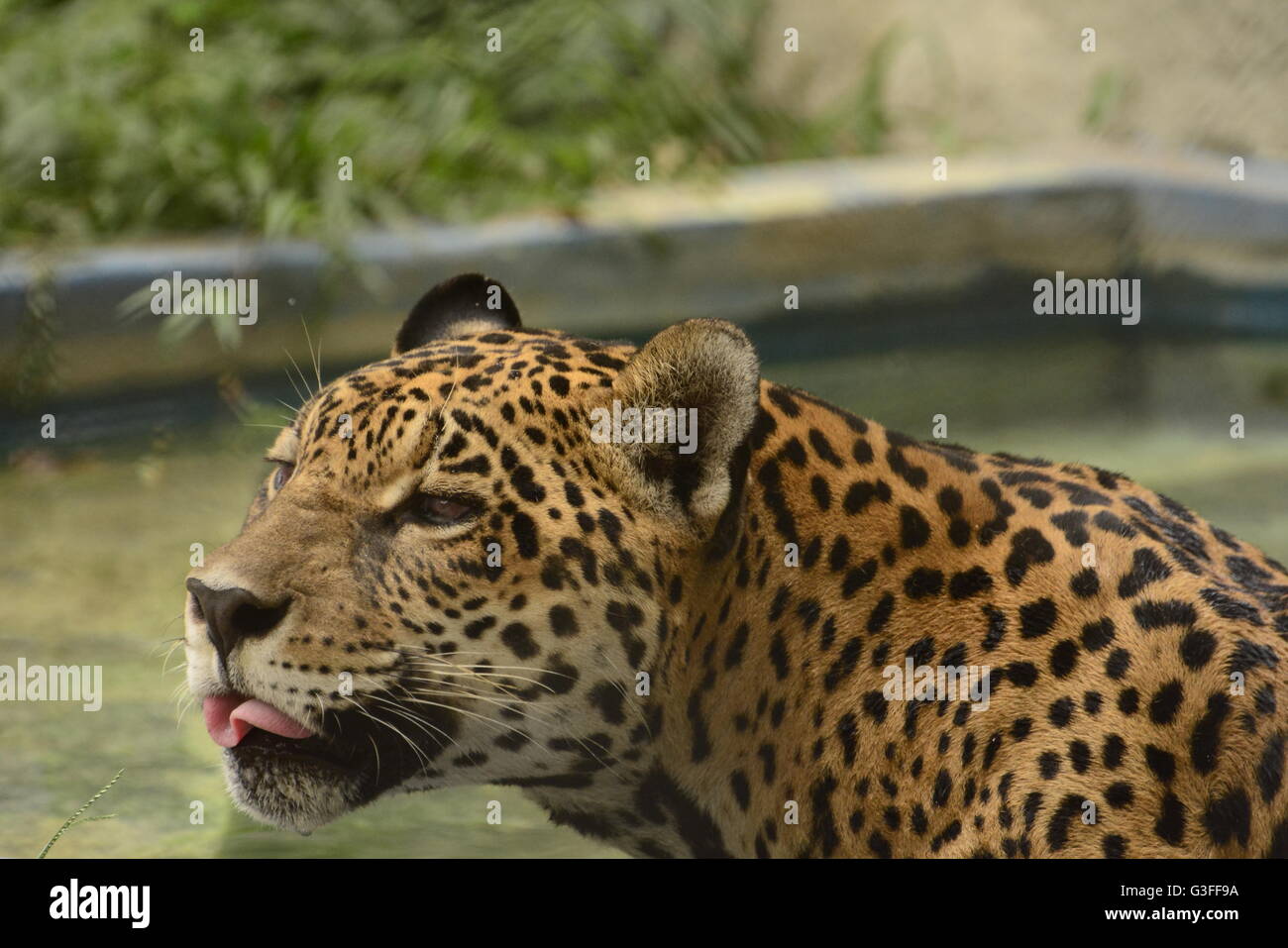 Jaguar (Panthera onca) ist der größte Vertreter der Katzenfamilie in Südamerika Stockfoto
