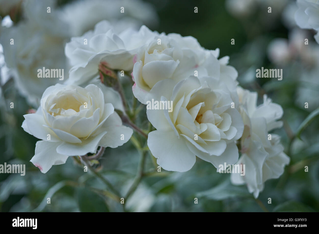 Rosenstrauss üppigen verträumte weiße rose Rosa hautnah Stockfoto