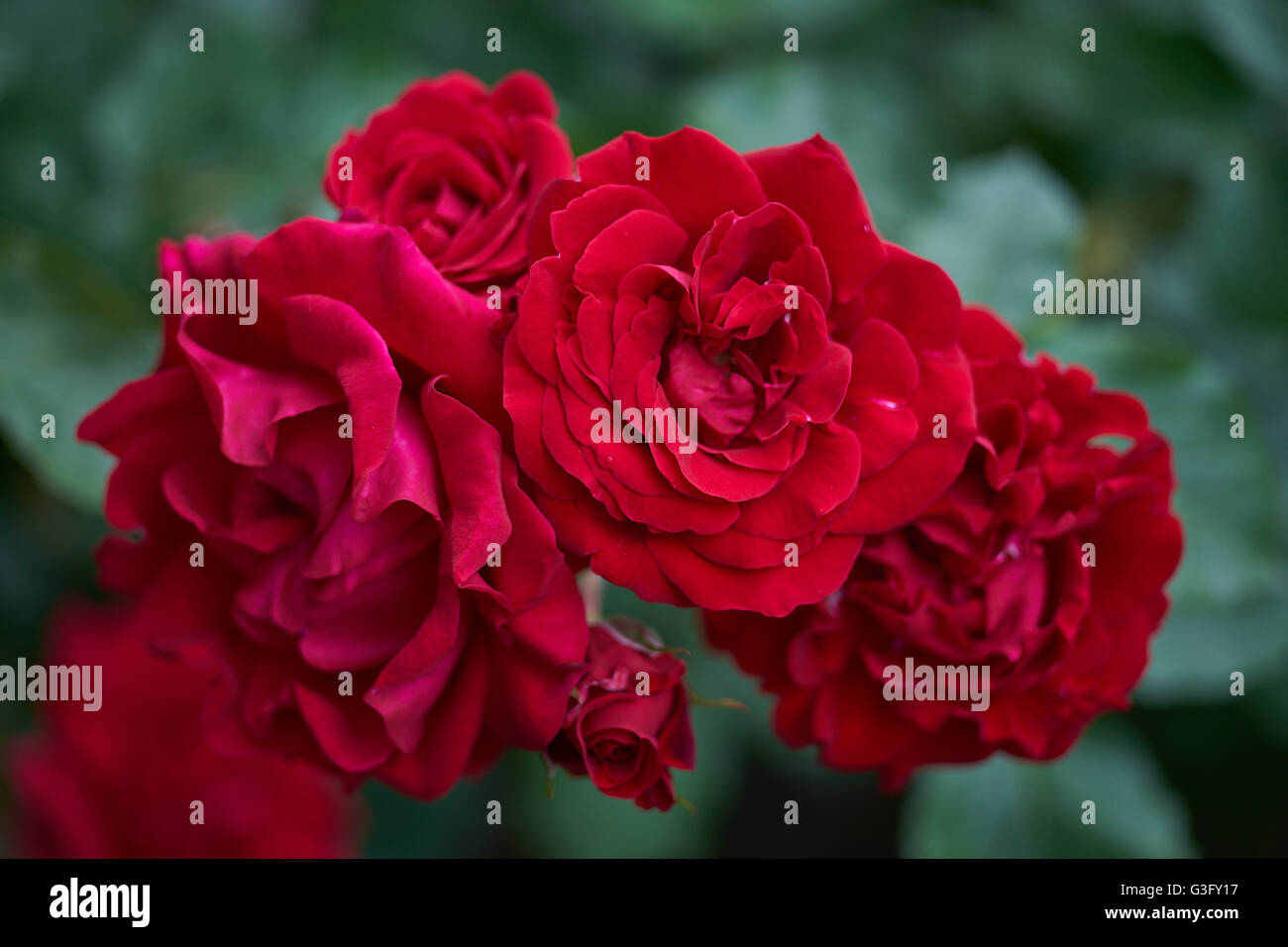 Üppigen roten Rosenstrauss Nahaufnahme rose Rosa Stockfoto