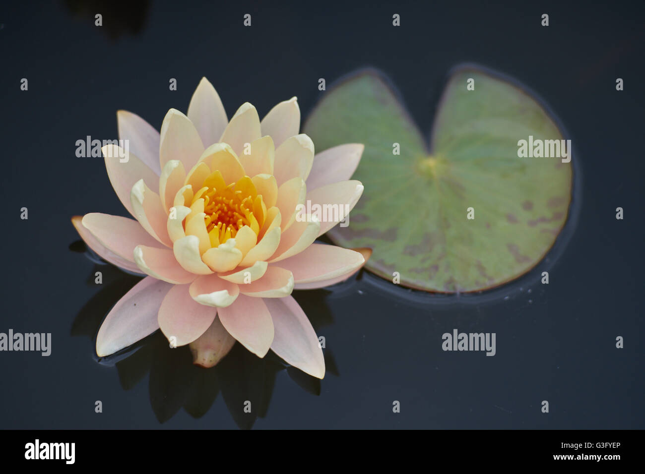 Blass rosa Seerose Blume und Blatt Nahaufnahme Nymphea Stockfoto