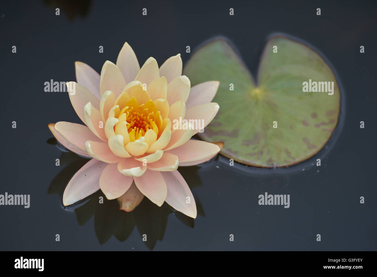 Blass rosa Seerose Blume und Blatt Nahaufnahme Nymphea Stockfoto