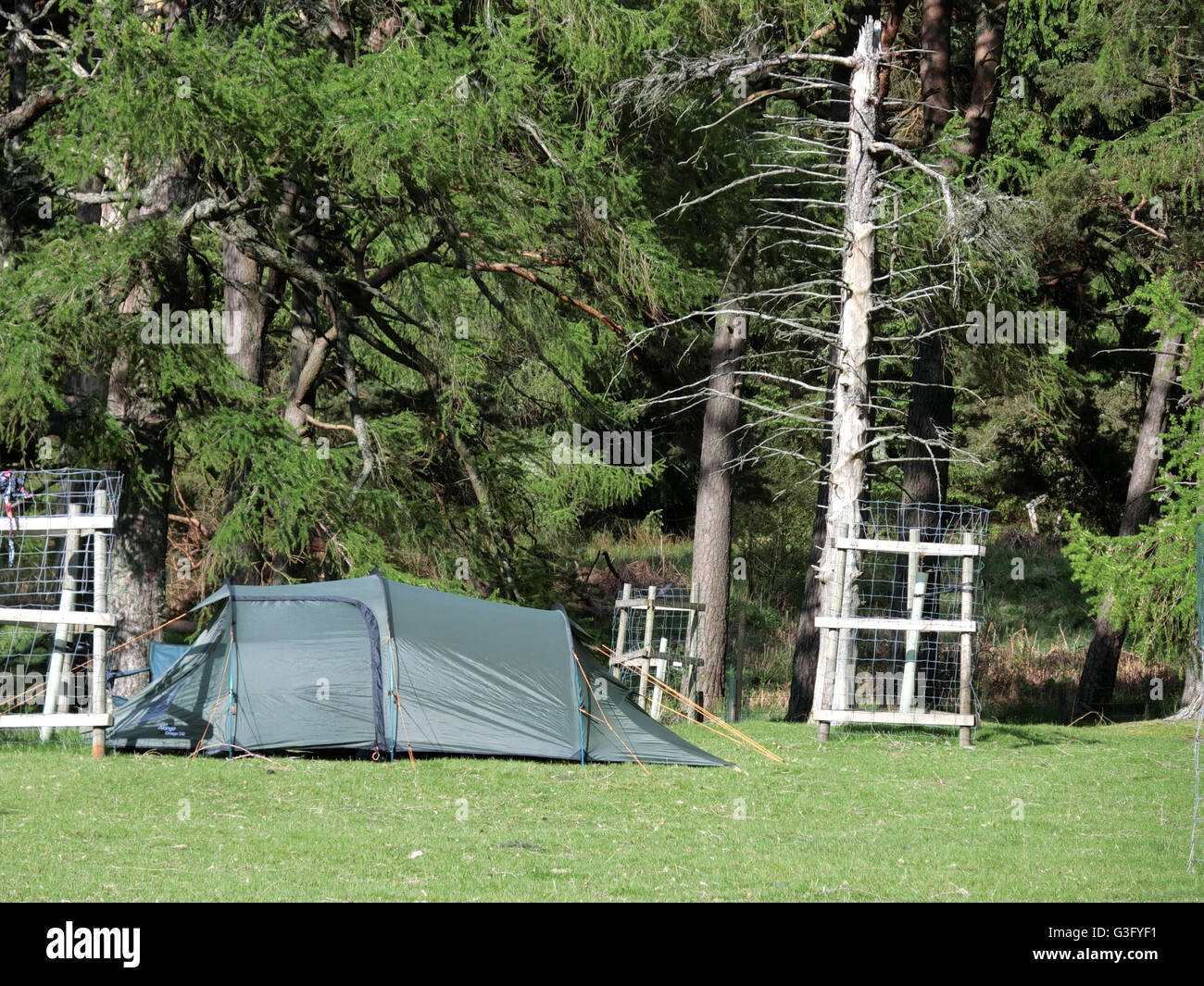 Canvas-Zelt auf einen Campingurlaub, März Holz, obere Schafgarbe-Tal, Grenzen, Schottland, UK Stockfoto