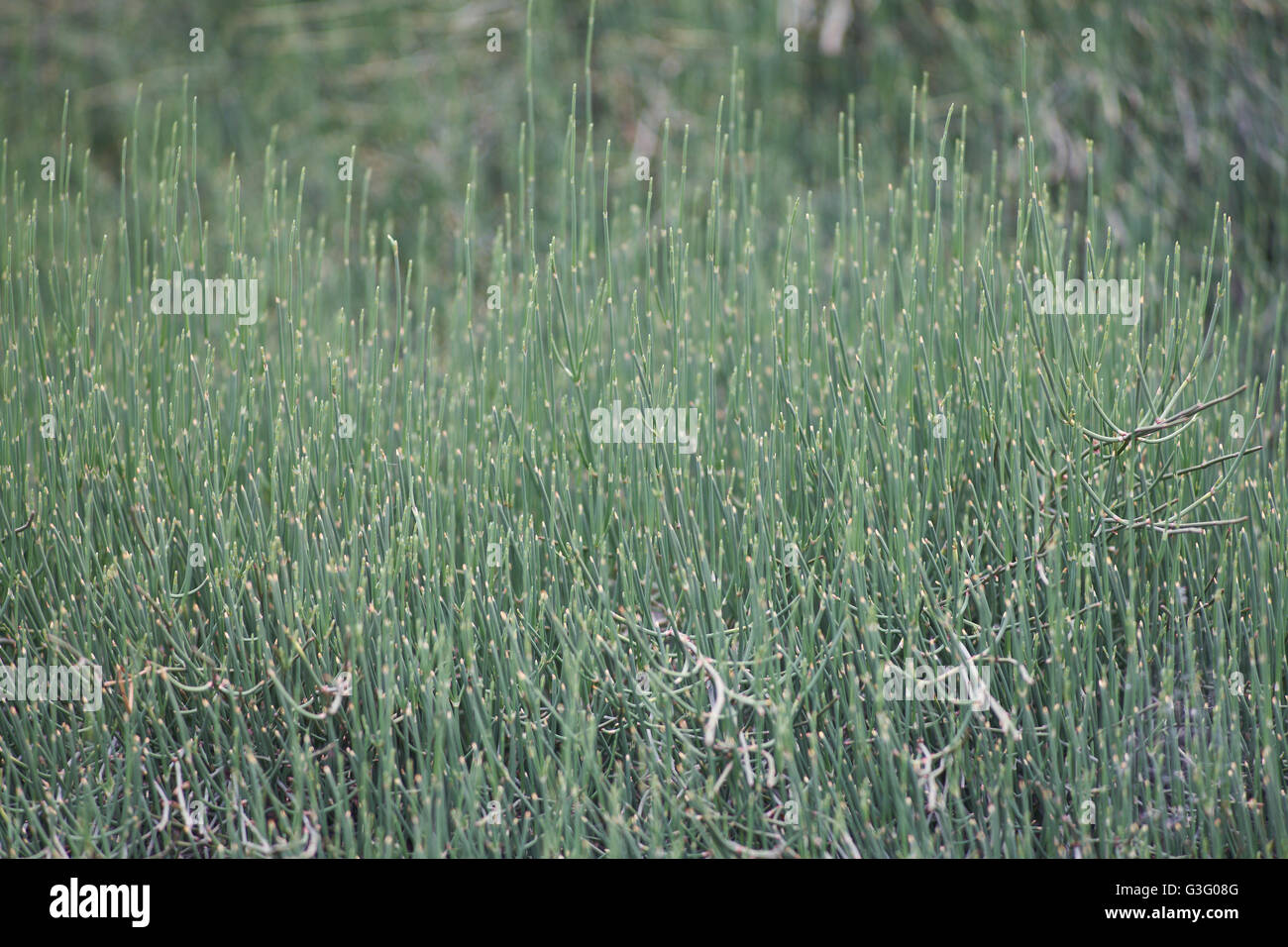 Ergibt sich Equisetum Schachtelhalm Schlange Rasen puzzlegrass Stockfoto