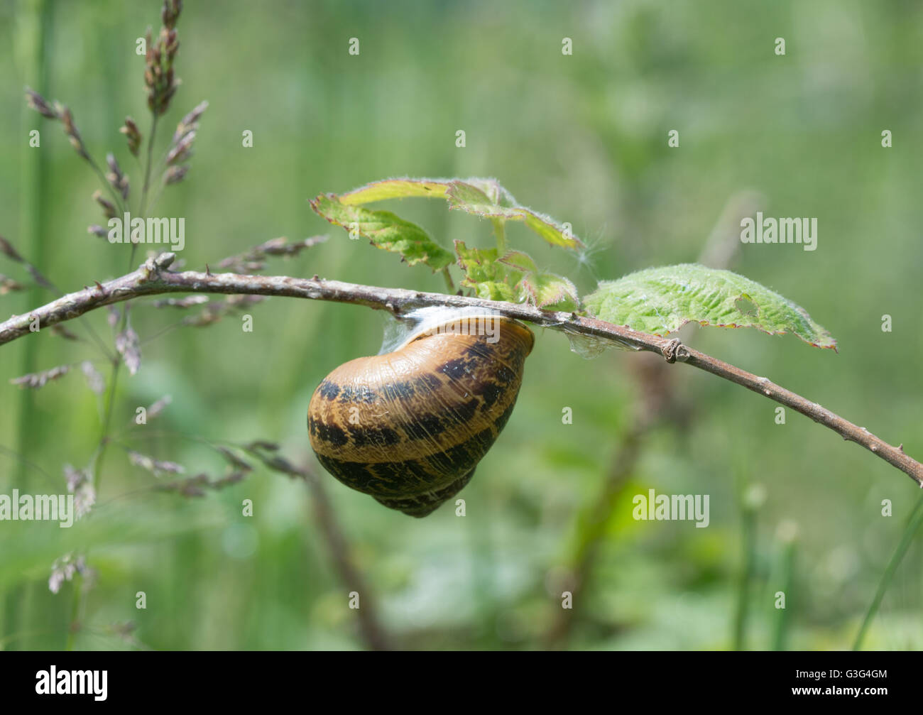 Land snail im Grünland Lebensraum, England, Großbritannien Stockfoto