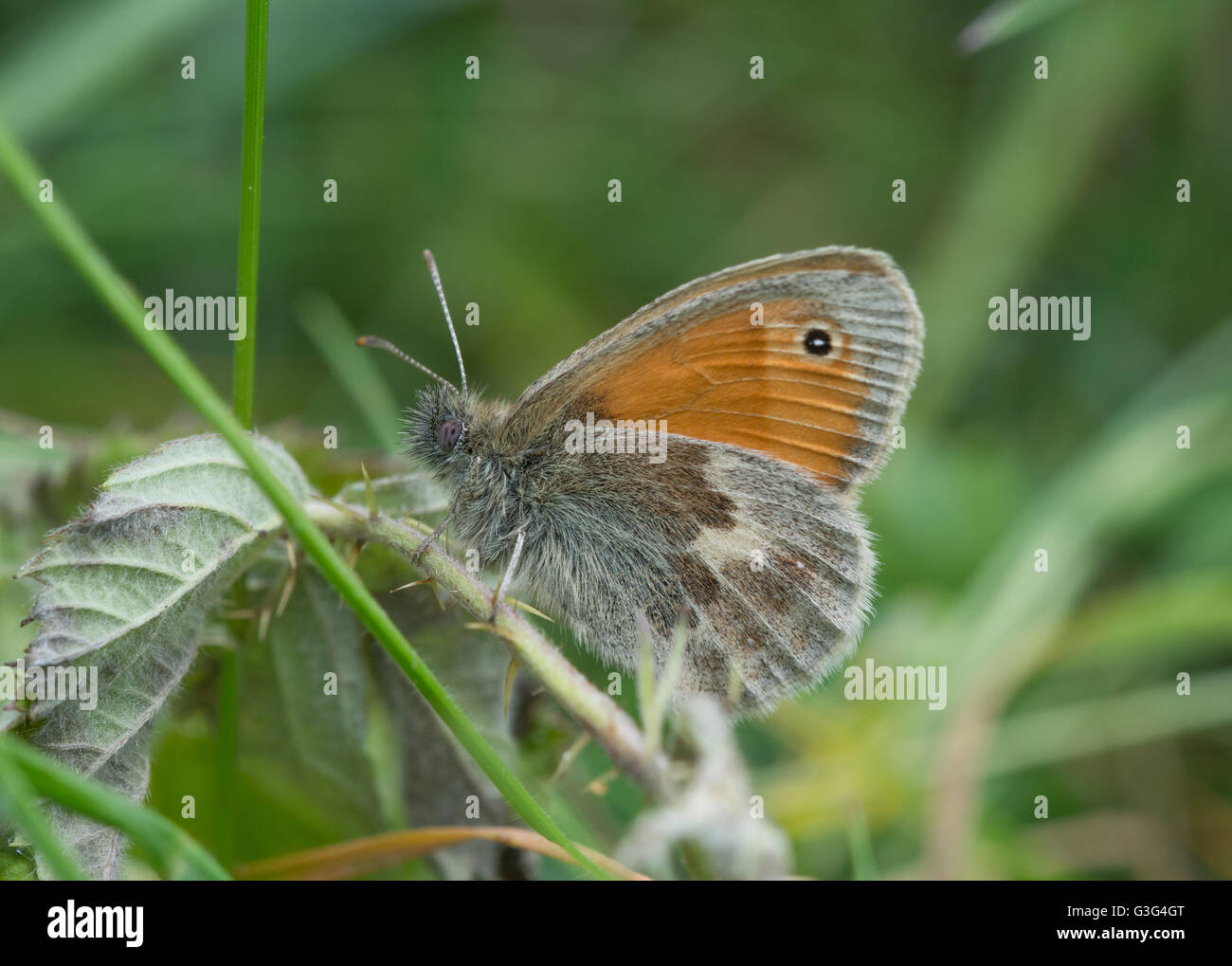 Kleine Heide Schmetterling (Coenonympha Pamphilus) im Grünland in Hampshire, England Stockfoto