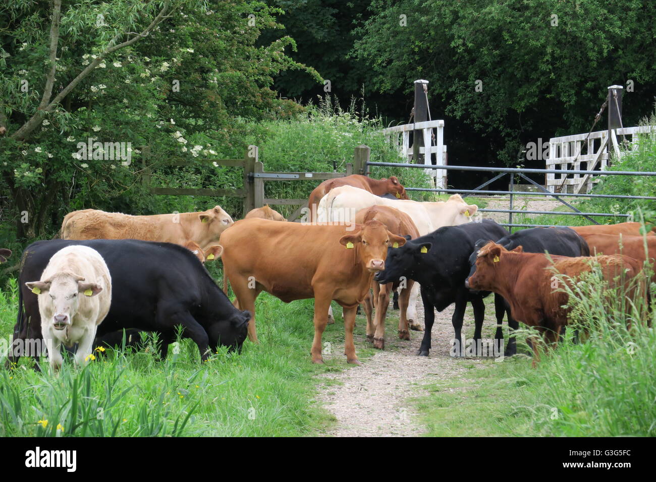 Junge Ochsen stehen auf dem öffentlichen Fußweg über Hungerford Marsh Nature Reserve. Stockfoto