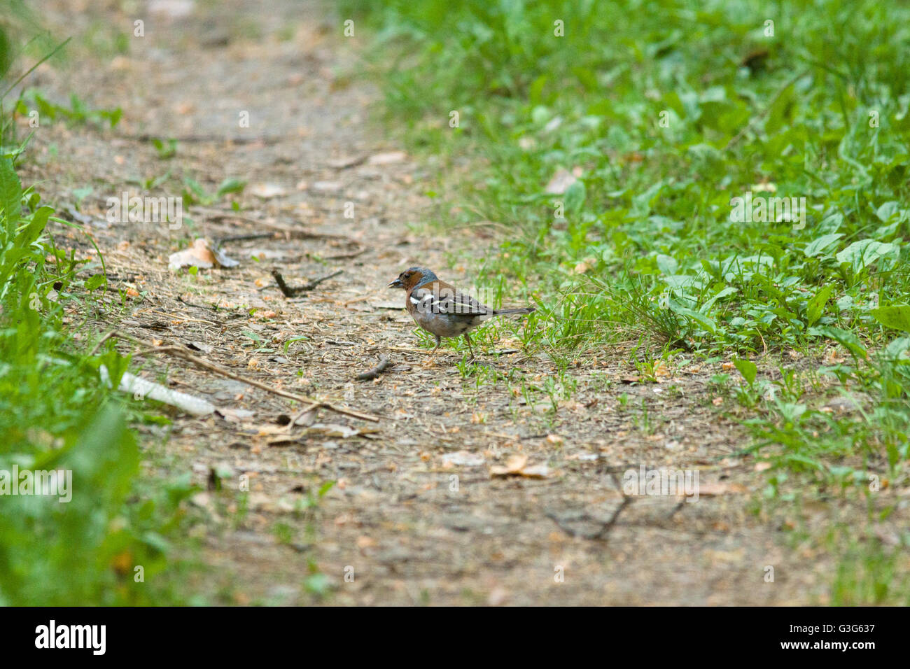 kleiner Vogel sitzt auf dem Boden im Wald Stockfoto