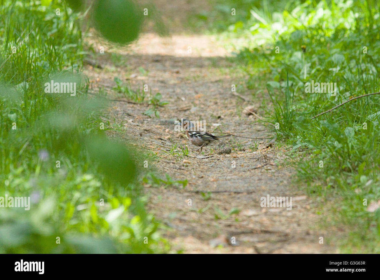 kleiner Vogel sitzt auf dem Boden im Wald Stockfoto