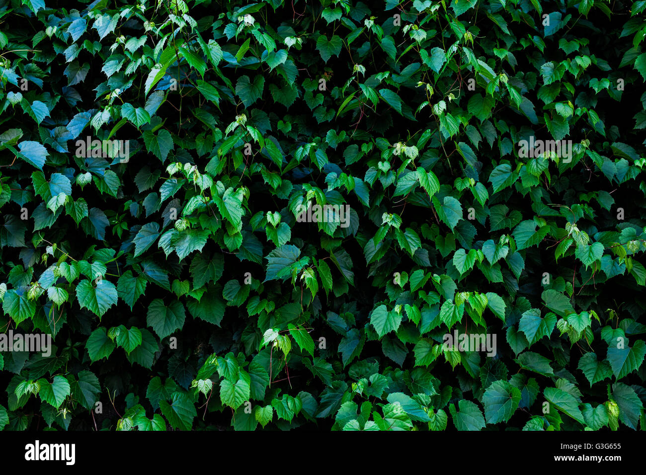 Blätter mit grünem Hintergrund Stockfoto