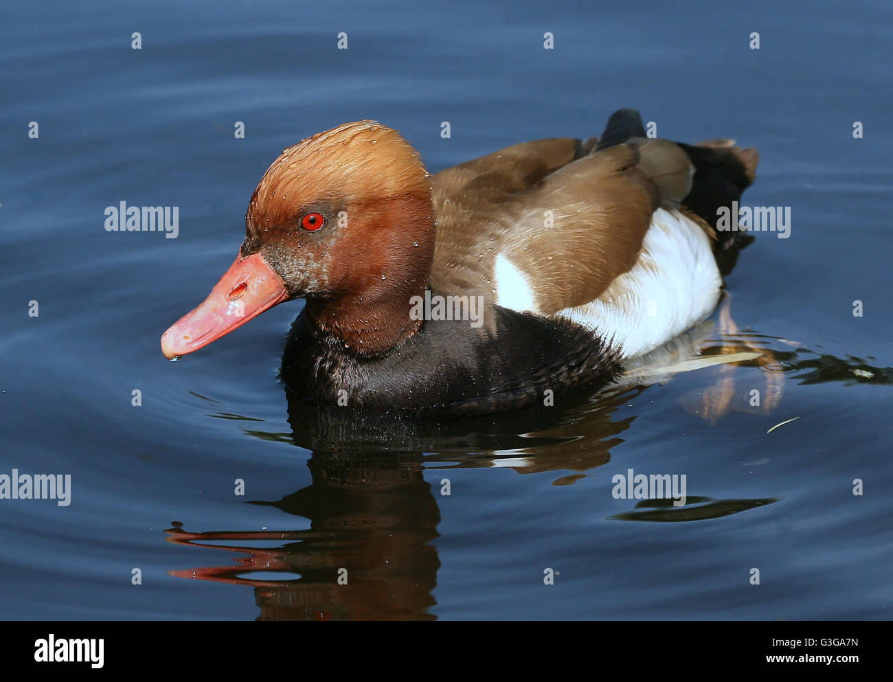 Männliche Ente in europäischen rot-crested Tafelenten (Netta Rufina) schwimmen Stockfoto