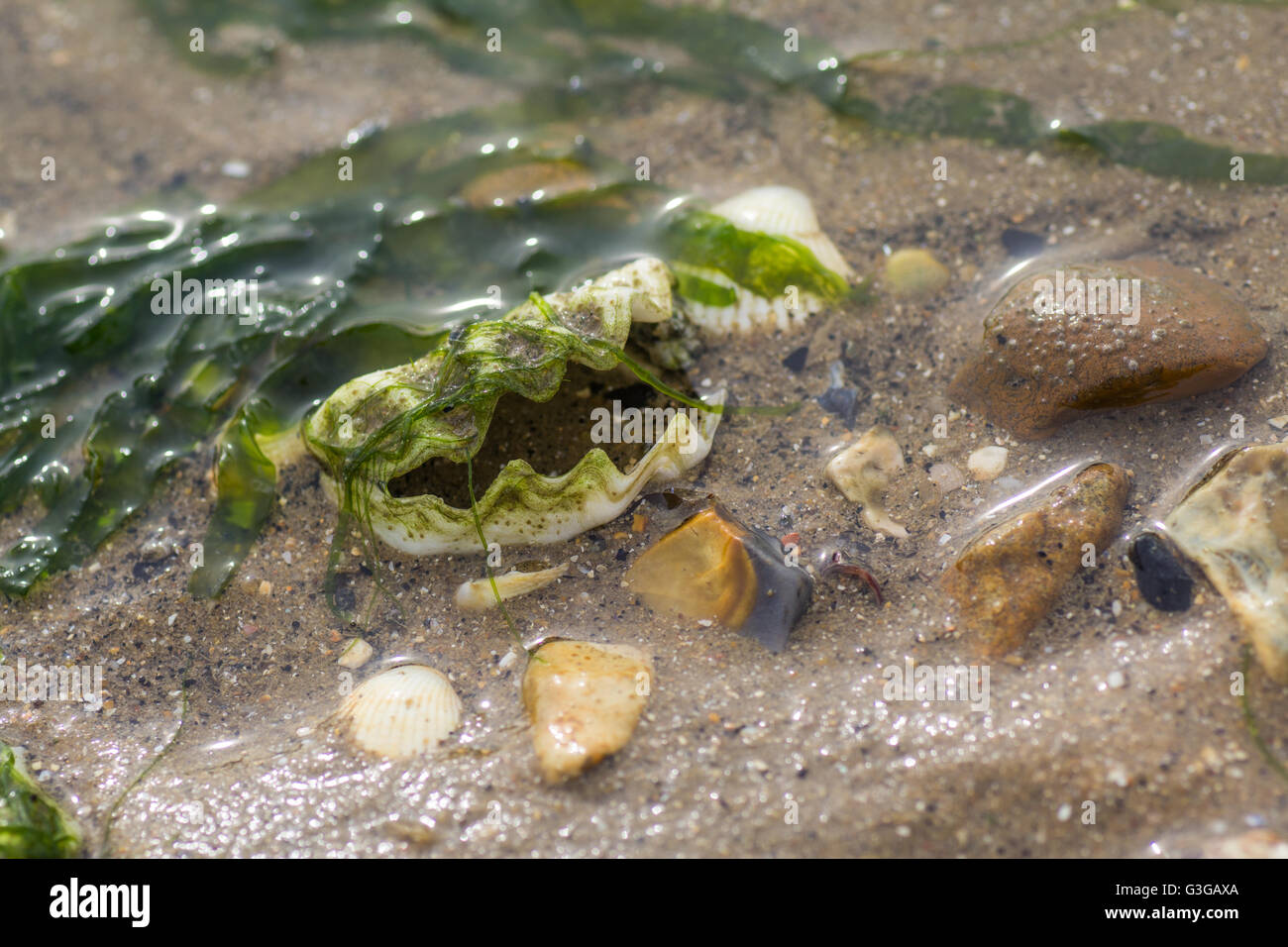 Offene Muschel am Strand Stockfoto