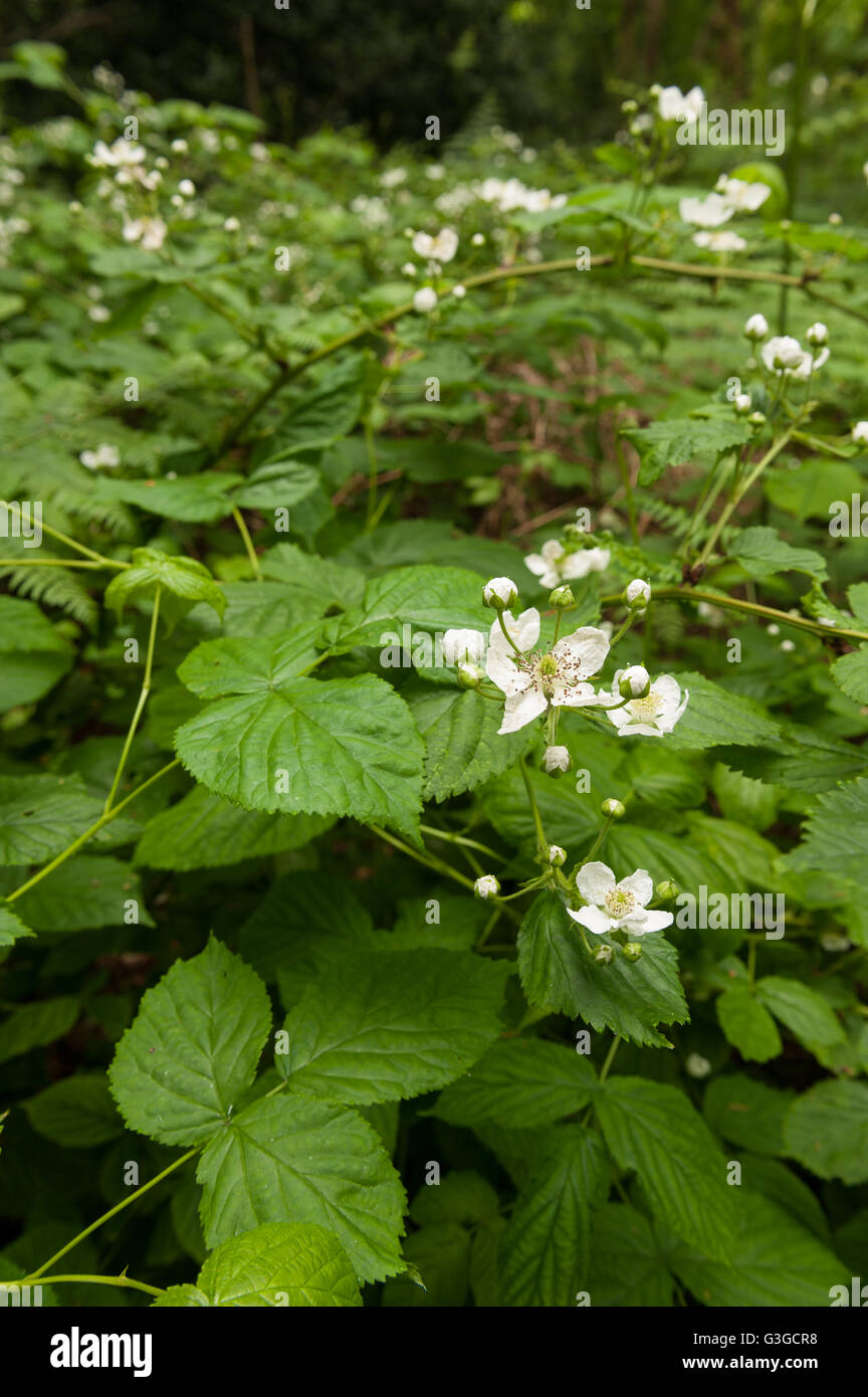 Spätfrühling Frühsommer weiße neue Blüten Brier oder Brombeere unter Baldachin auf Wald Waldboden Beschichtungs- und Kabelgewirr Pflanzen Stockfoto