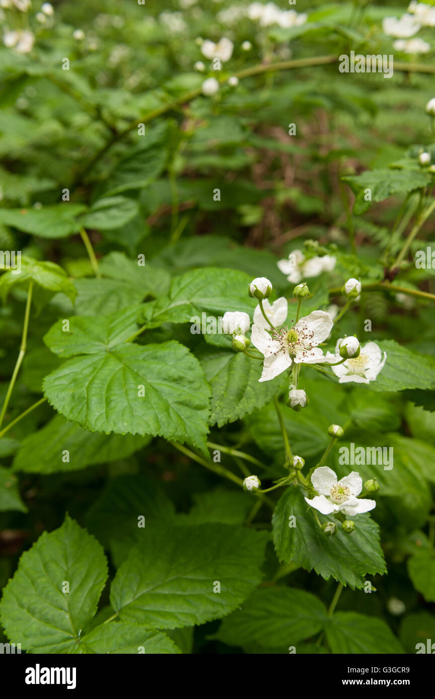 Spätfrühling Frühsommer weiße neue Blüten Brier oder Brombeere unter Baldachin auf Wald Waldboden Beschichtungs- und Kabelgewirr Pflanzen Stockfoto