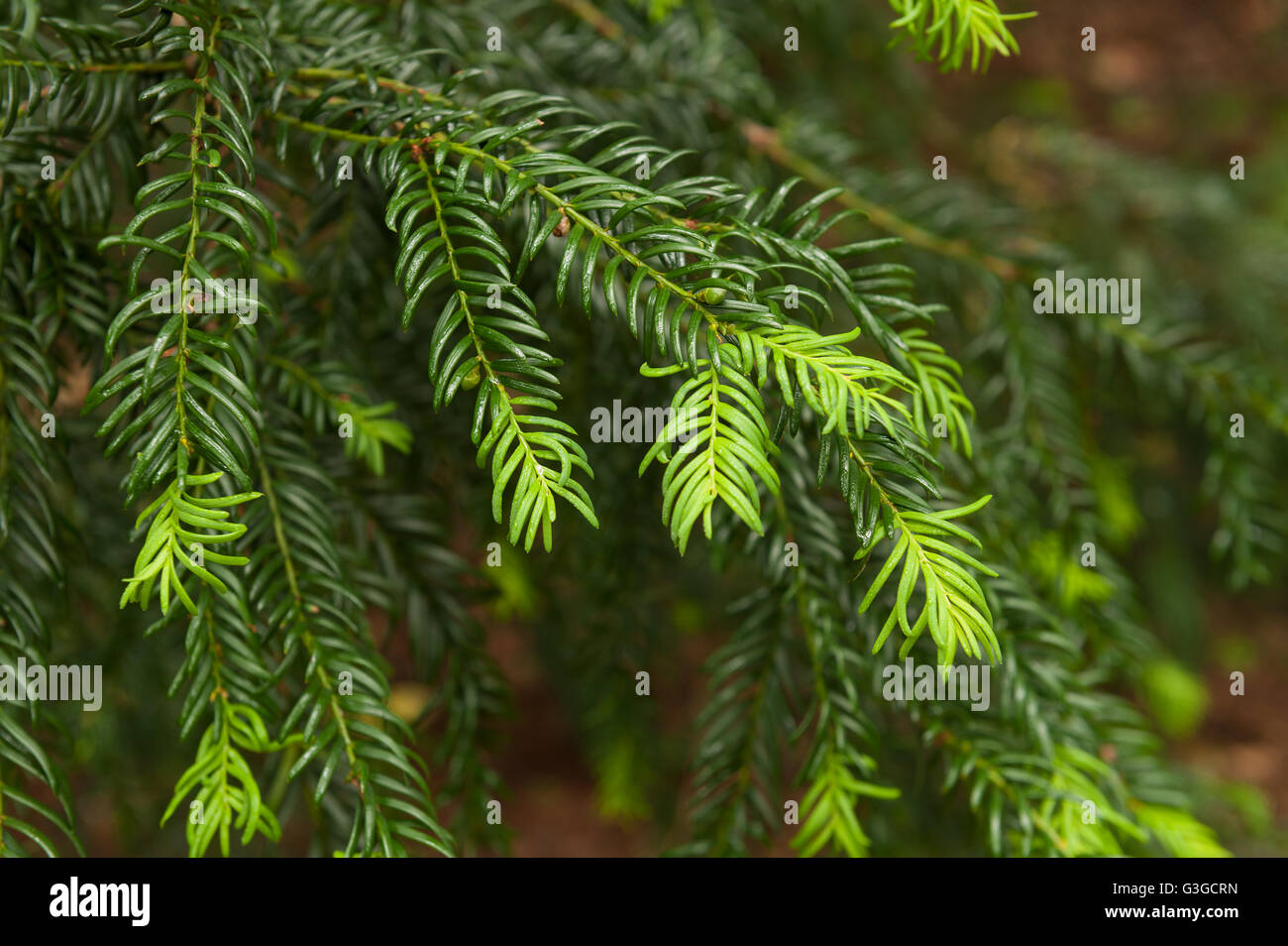 Gemeinsamen Eibe Baum zeigt Wachstum neuer Blätter kontrastieren mit alten letzten Jahren Wachstum auf AST Tipp hell Verse dunkelgrün Stockfoto