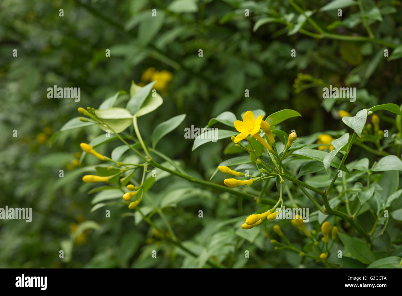 Nahaufnahme von Senf gelb Himalaya Blume Jasmin Jasminum Humile Revolutum mit dunkelgrünem Laub Stockfoto
