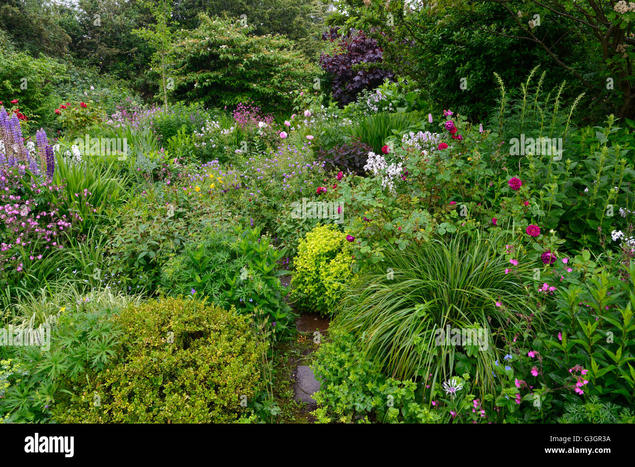 Englischer Landschaftsgarten im Frühsommer mit einer Fülle von Pflanzen und Blumen. An einem regnerischen Junitag aufgenommen. Stockfoto