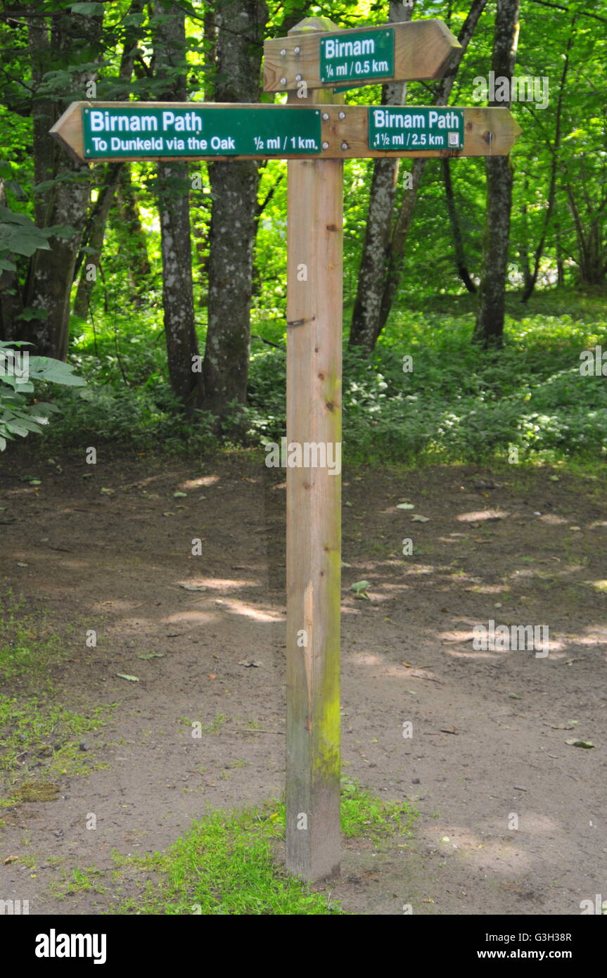 Birnam, Dunkeld, Perthshire, Schottland, Vereinigtes Königreich. 24. Juni 2016. Baumchirurgie Team Arboretum Internationale Pose auf ihre Fotos, die nach Ausbauarbeiten auf Birnam Eiche und der näheren Umgebung zu bekommen. Von links nach rechts: Kevin Wholey, Lomond Hanson und Paul Hanson. Trotz verschiedenen Unterbrechungen und Störungen einschließlich der lokalen Gruppen, wissenschaftliche Studien und Schottland Gasnetze haben sie ihre Arbeit rechtzeitig abgeschlossen. Jedoch wurden sie daran gehindert, Due Aufräumen zu Bedenken im Hinblick auf eine alte Gasleitung führt entlang der Birnam River Path. Bildnachweis: Cameron Cormack/Alamy Live-Nachrichten Stockfoto