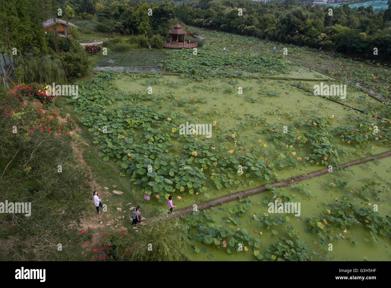 Guiyang. 25. Juni 2016. Eine Luftaufnahme, aufgenommen am 25. Juni 2016 zeigt Shilihe national Wetland Park in Guiyang, Hauptstadt der Südwesten Chinas Provinz Guizhou. Der Wald Abdeckungsgrad von Guiyang erreichte 45 % in 2015, 2016 Eco Forum Global in Guiyang am 8. Juli dieses Jahres beginnt. © Ou Dongqu/Xinhua/Alamy Live-Nachrichten Stockfoto