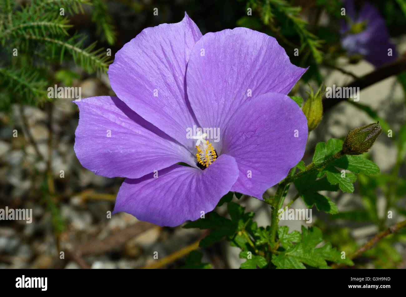 lila Hibiskus Blume Malvaceae Alyogyne hueglii Stockfoto