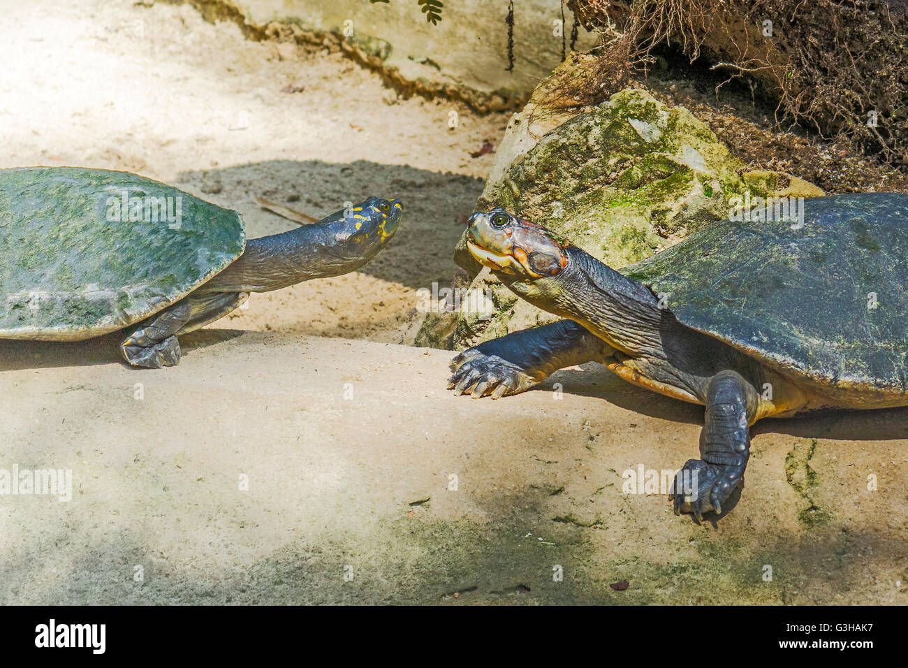 Schildkröten kommen von Angesicht zu Angesicht Belem, Brasilien Stockfoto