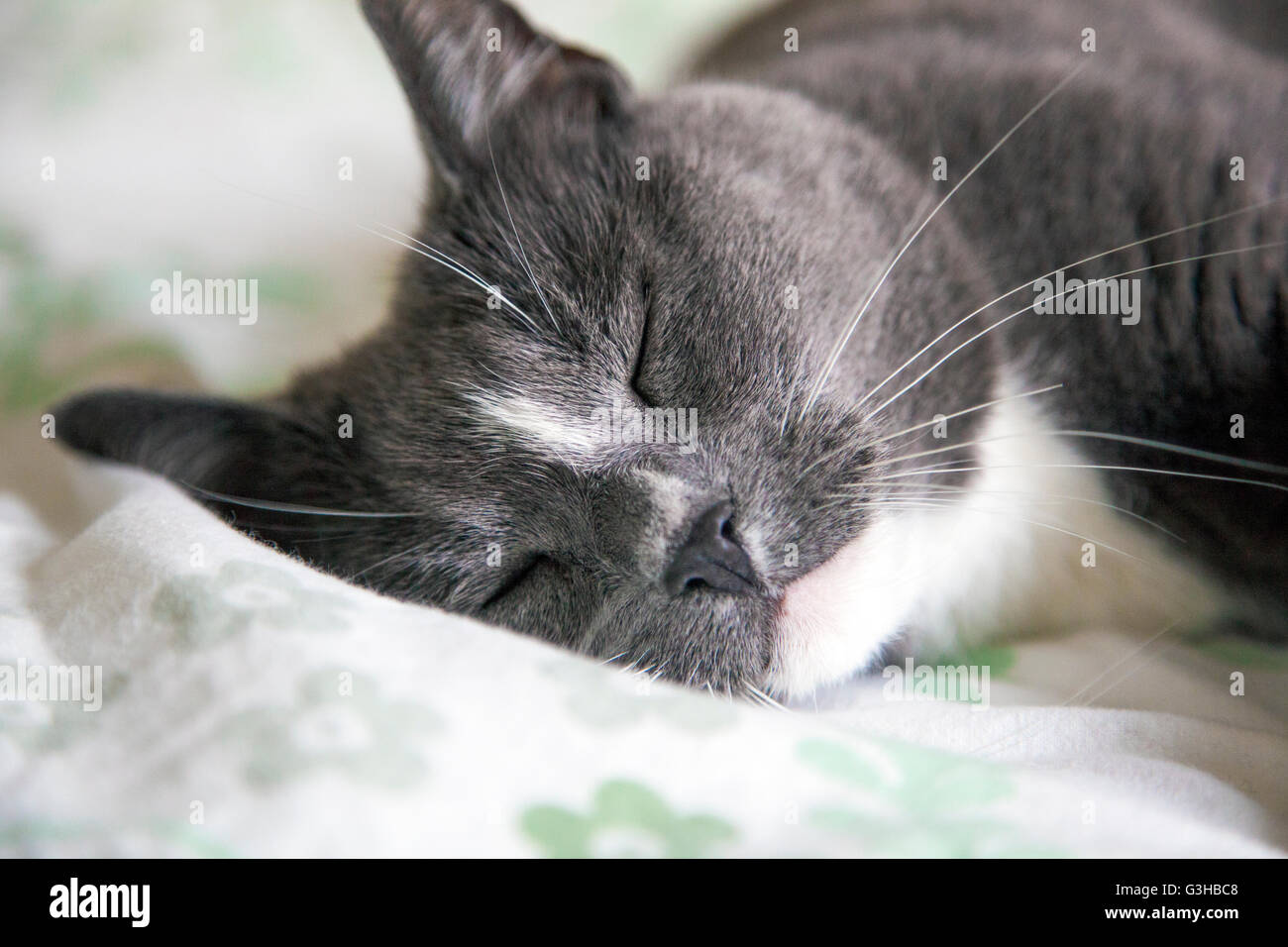 Katze Schläft Im Bett Bedeutung Katzen auf dem bett -Fotos und -Bildmaterial in hoher Auflösung – Alamy