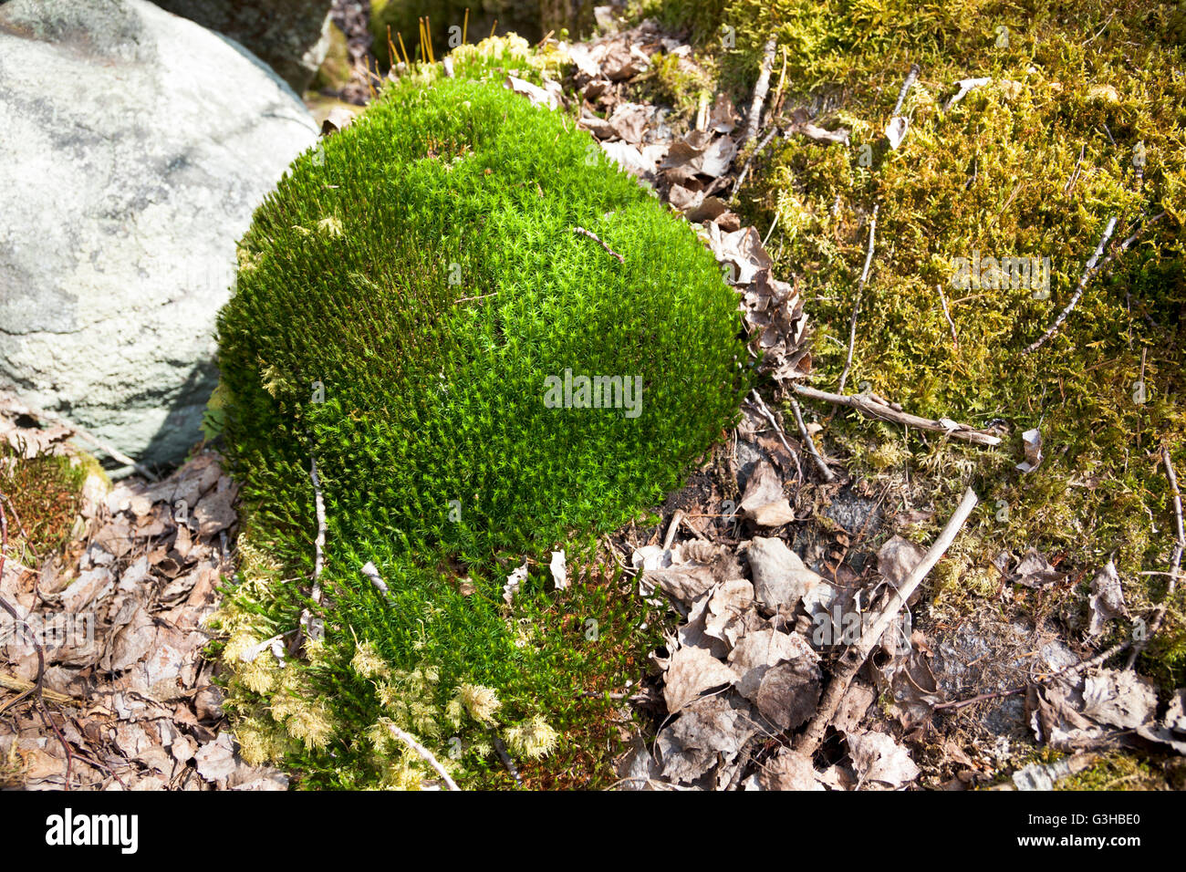 Ein Cluster von Moos im Wald Stockfoto