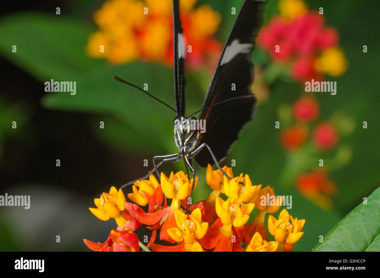 Heliconius Hewitsoni Schmetterling sitzt auf kleine Blumen Stockfoto
