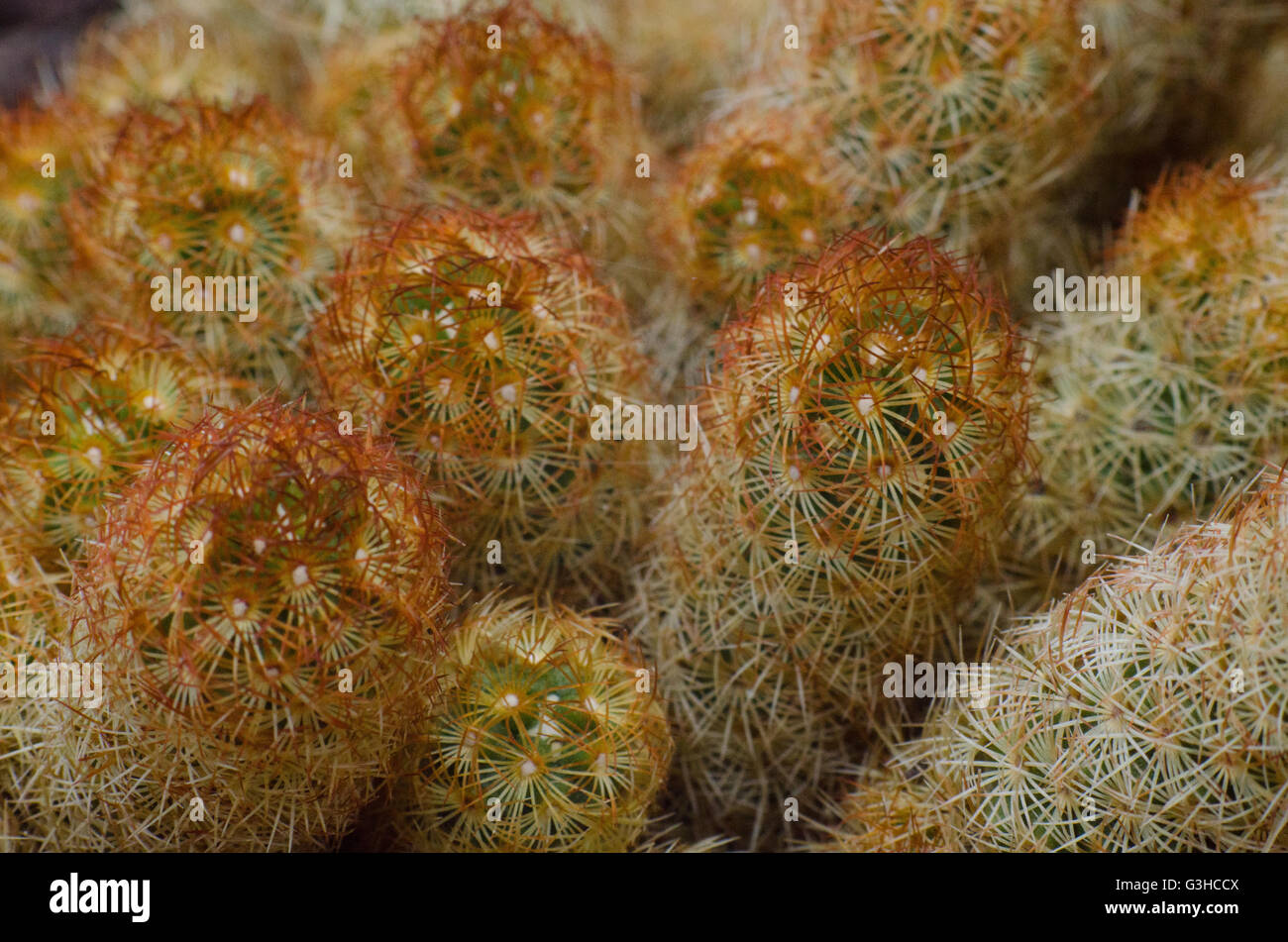 Nahaufnahme eines Kaktus (Mammillaria Elongata) Stockfoto