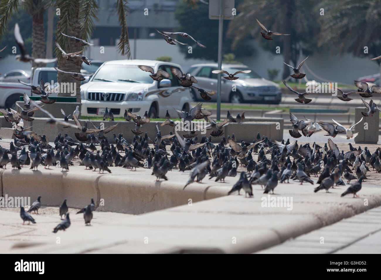 Tauben auf Al Corniche, Westbay, Doha, Katar Stockfoto