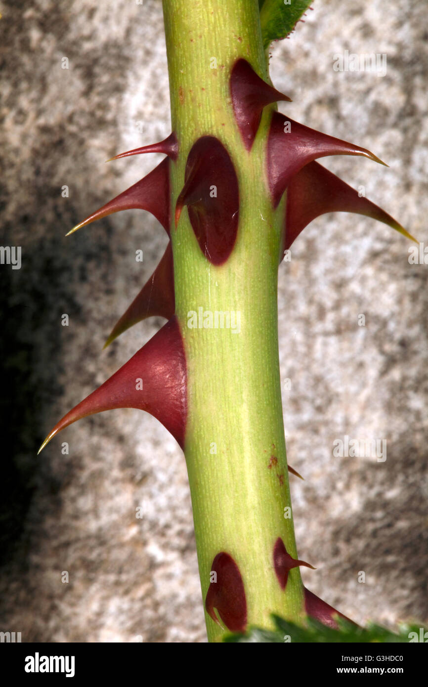 Nahaufnahme von roten Rosendorn an einem grünen Stiel Stockfoto