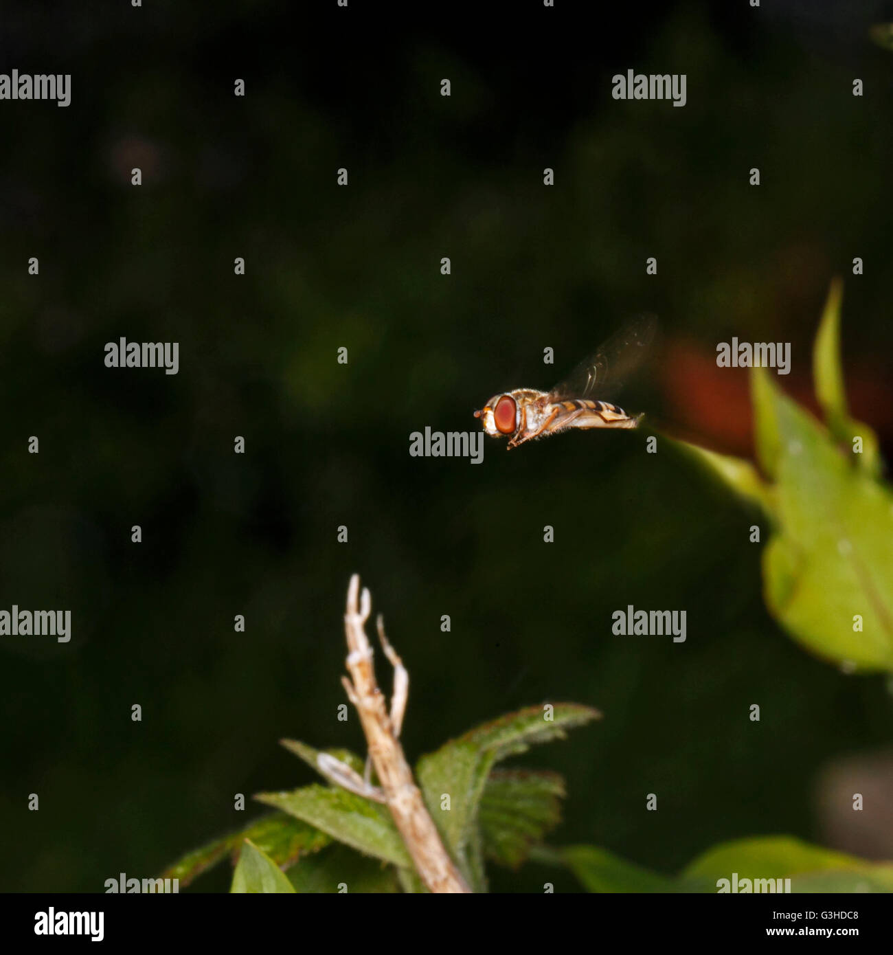 Sunfly Hoverfly fliegen, schweben Stockfoto
