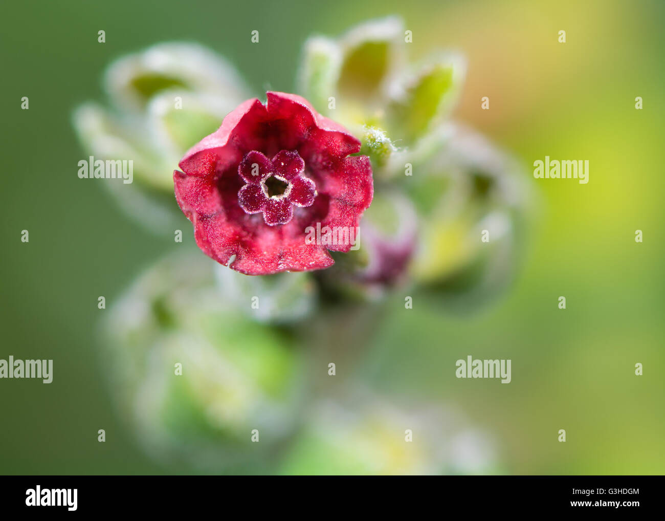 Hound's-Tongue (Cynoglossum Officinale) Blume. Tiefrote trichterförmige Blüte der Pflanze in der Familie Boraginaceae Stockfoto