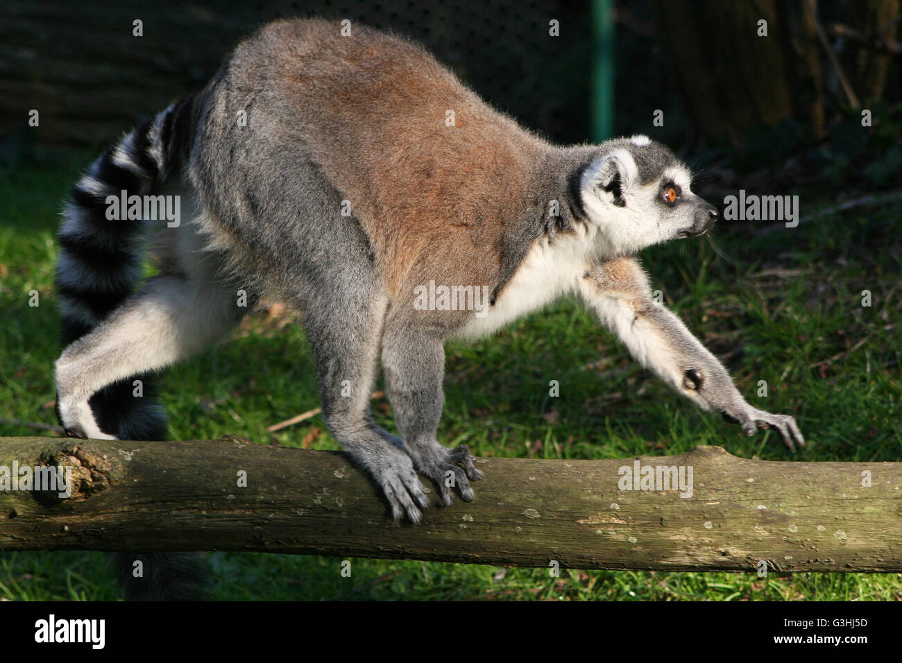Ein Lemur (Maki Catta) in einem Zoo (Frankreich). Stockfoto