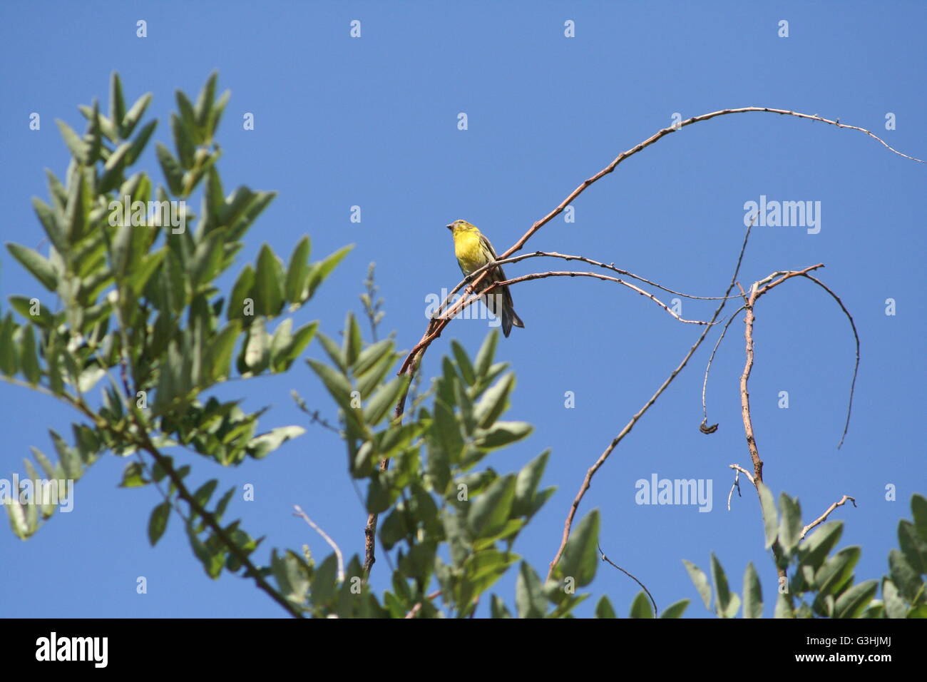 Ein kleine gelbe breasted Vogel saß auf einem feinen Ast eines Baumes Stockfoto