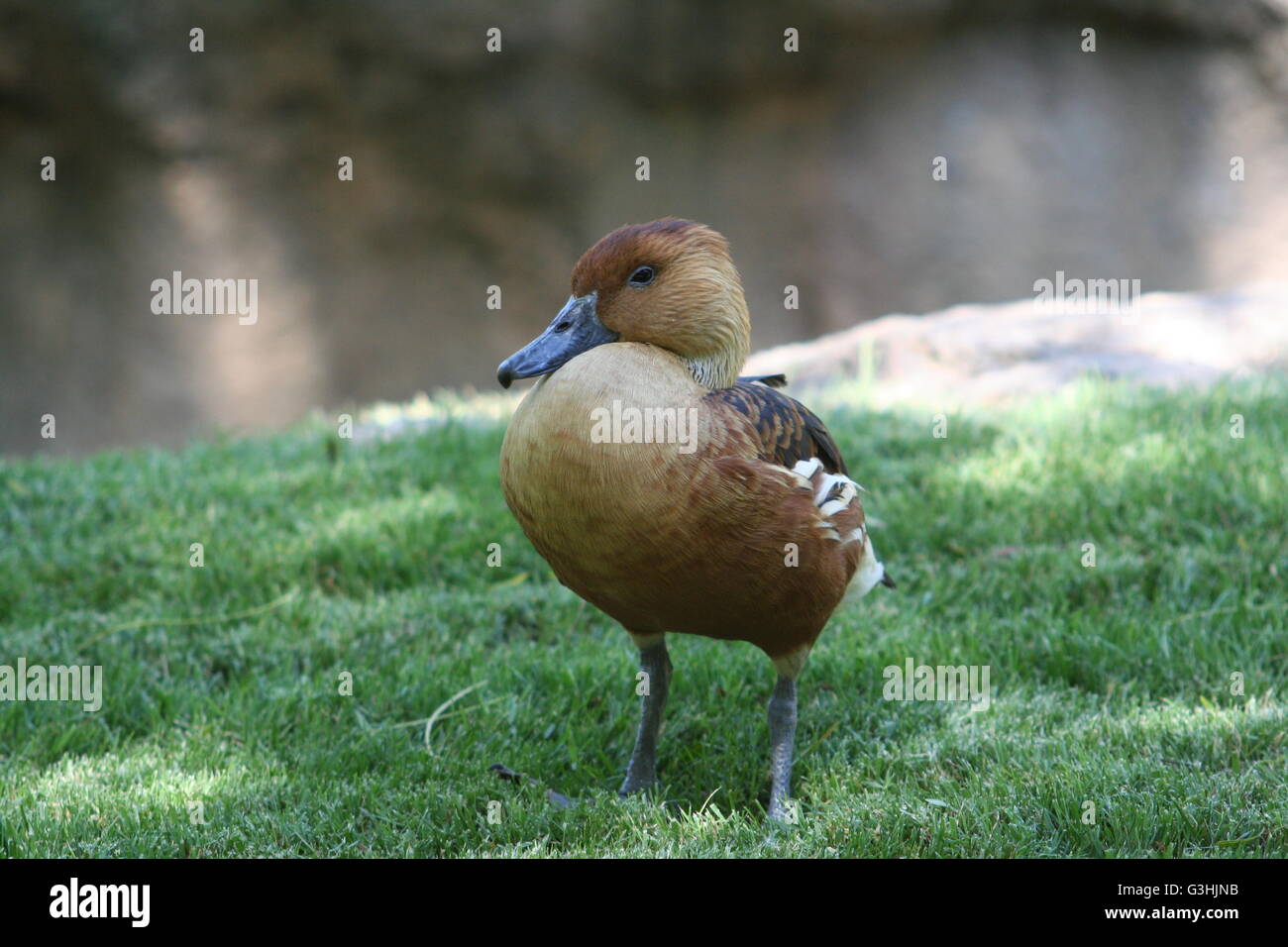 Eine kleine Ente Stand auf dem Rasen Stockfoto