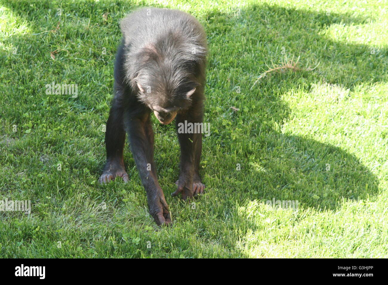 Ein Affe Kommissionierung Rasen im zoo Stockfoto