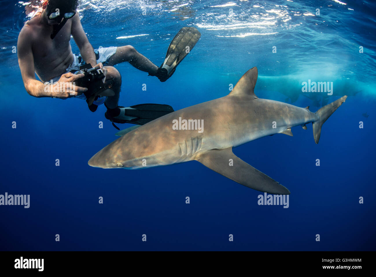 Schnorchler fotografieren einen seidig Hai (Carcharhinus Falciformis), Roca Partida, Colima, Mexiko Stockfoto
