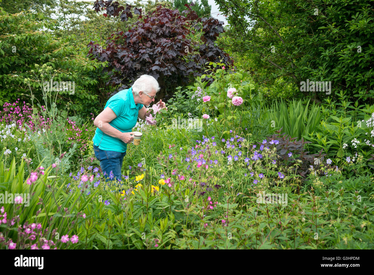 Reife Dame riecht Rosen in einem englischen Landhaus-Garten. Sie steht mit einer Tasse Tee. Stockfoto