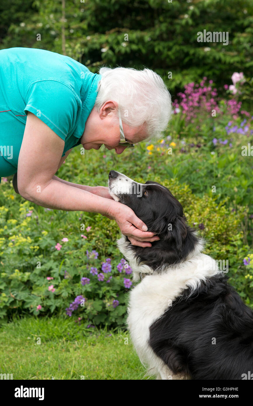 Reife Frau Kurven hinunter zeigen Zuneigung zu ihrem schönen Border Collie Hund. Stockfoto