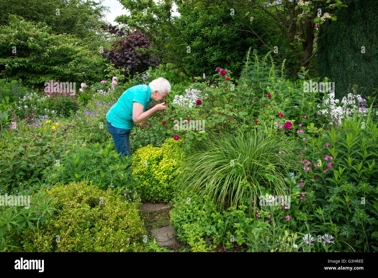 Eine reife Frau riecht Blumen in einem englischen Cottage-Garten im Sommer. Stockfoto