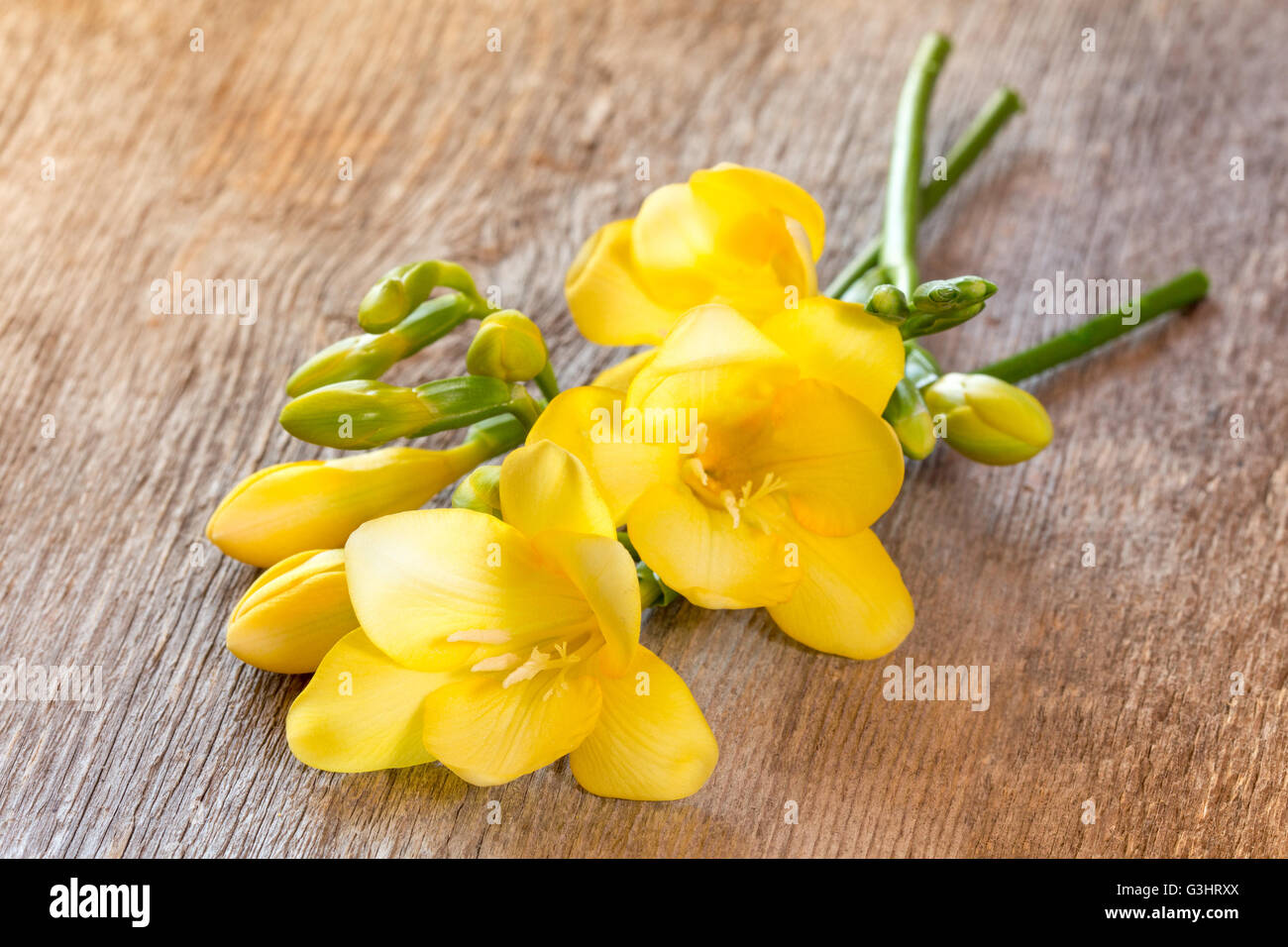 Gelbe Freesie Blumen auf alten hölzernen Hintergrund. Stockfoto