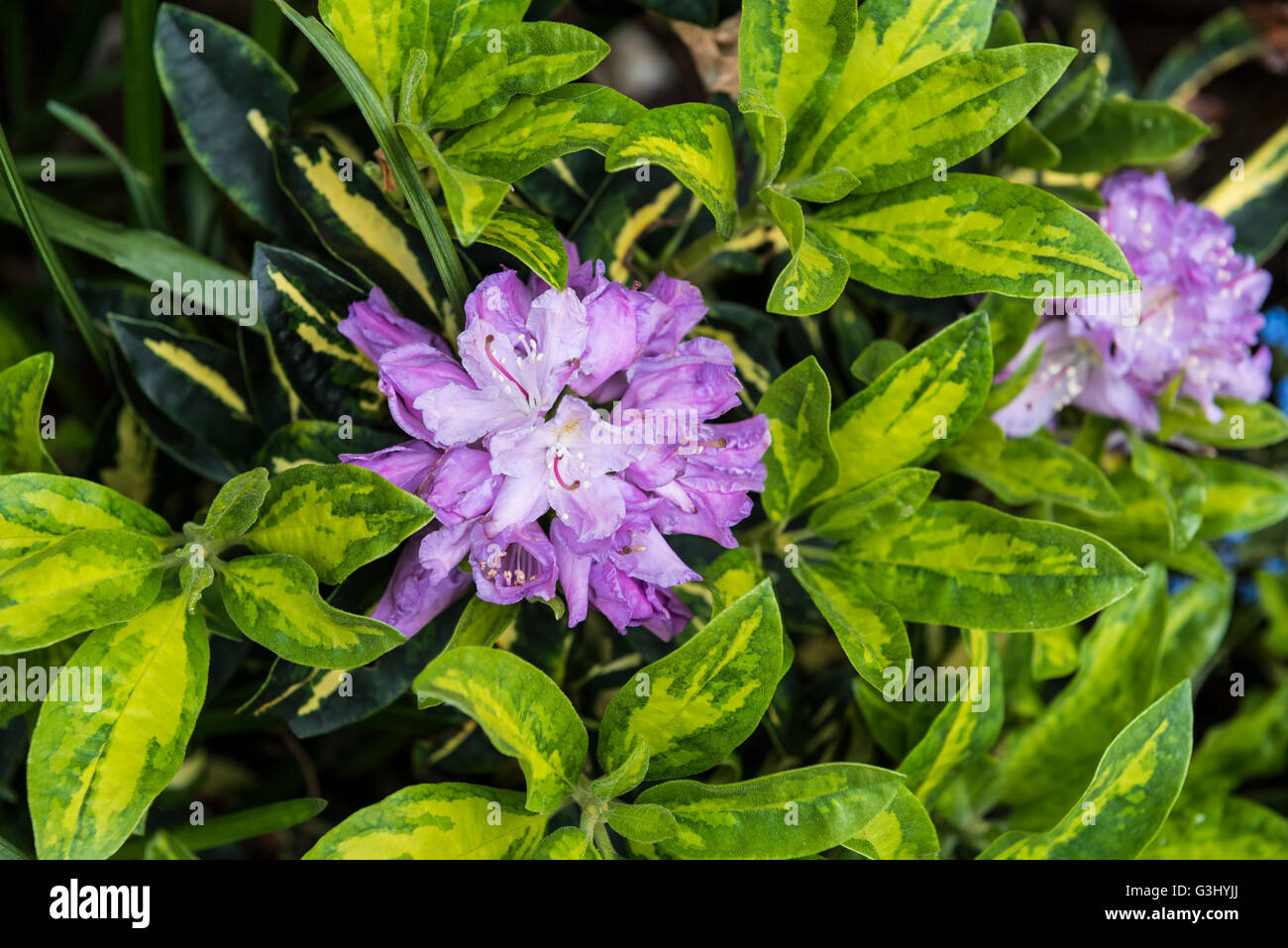 Rhododendron Goldfinger Stockfoto