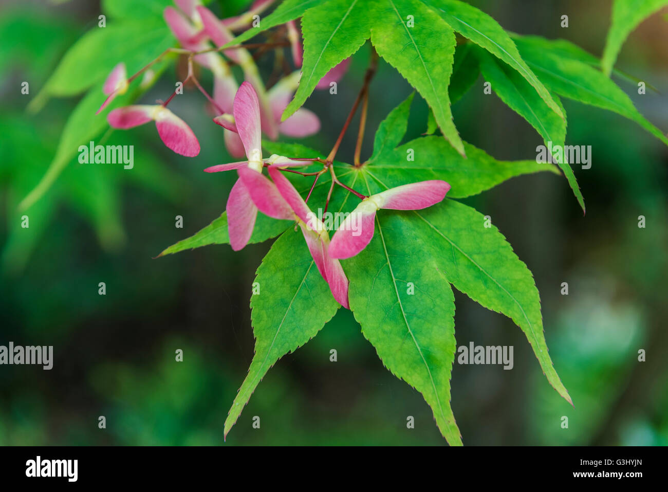 Acer Palmatum Osakazuki geflügelten Samen, Frühsommer. Stockfoto