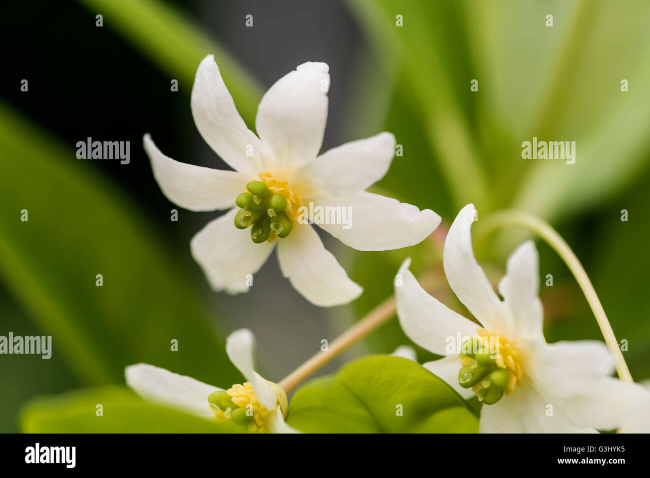 Drimys winteri, Winteraceae, weißen Blüten. Stockfoto
