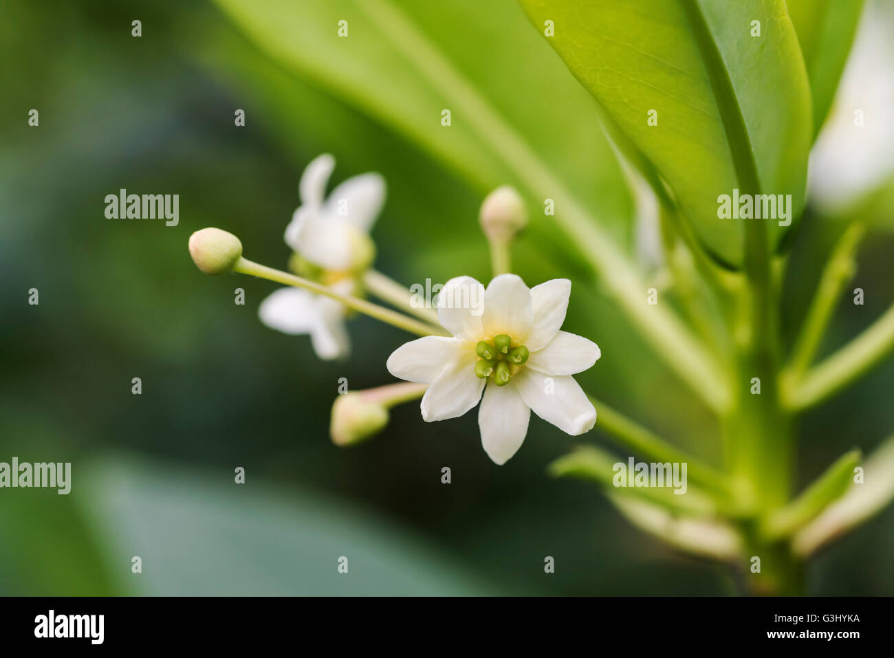 Drimys winteri, Winteraceae, weißen Blüten. Stockfoto