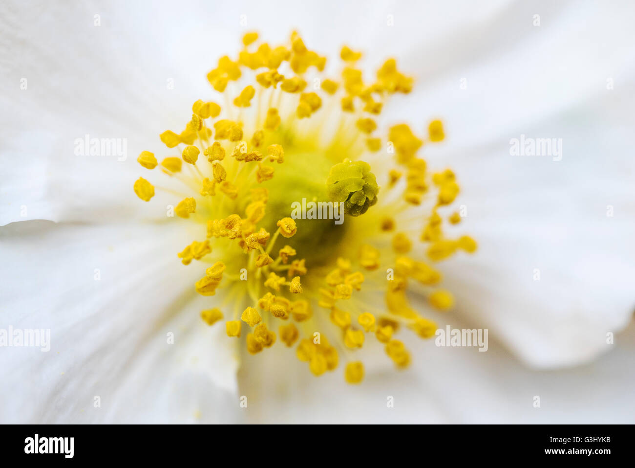 Carpenteria californica weißen Blüten. Stockfoto